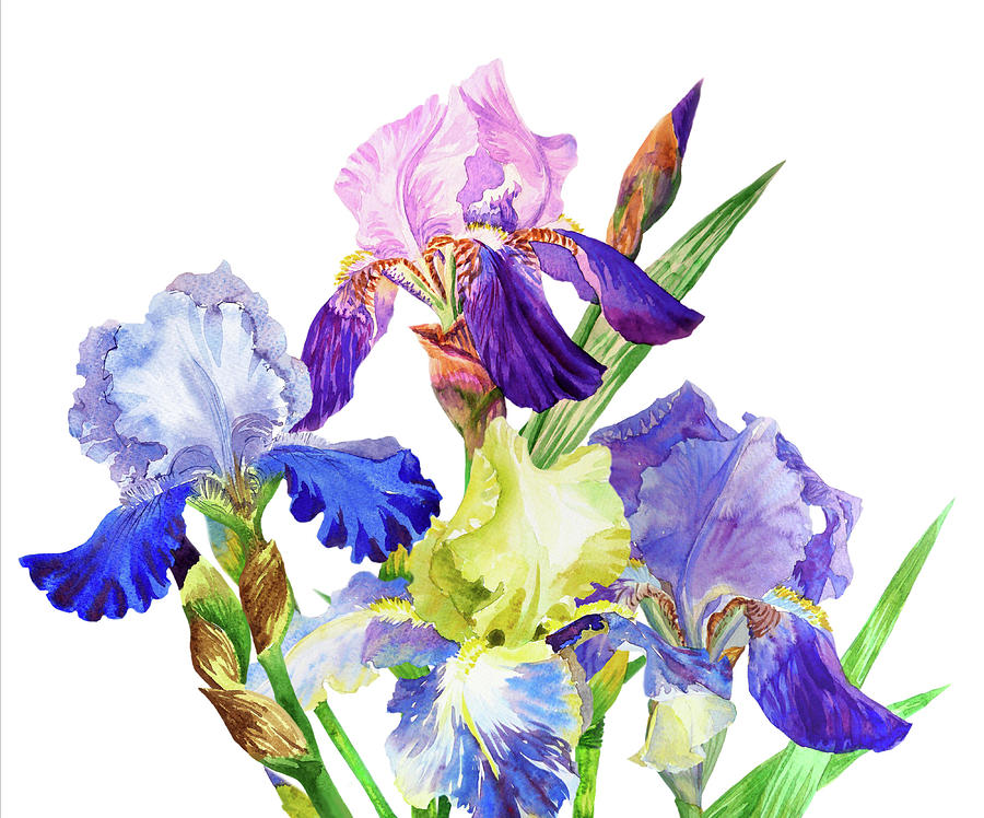 Blue irises. Watercolor flowers Digital Art by Natalia Piacheva | Fine ...