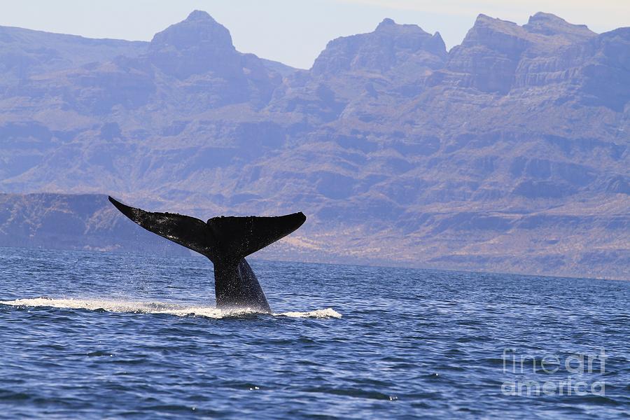 Blue Whale tail Photograph by Karen Vaillancourt - Fine Art America