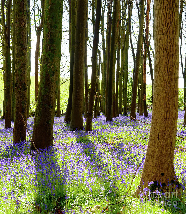 Bluebell Woods Photograph by Colin Rayner