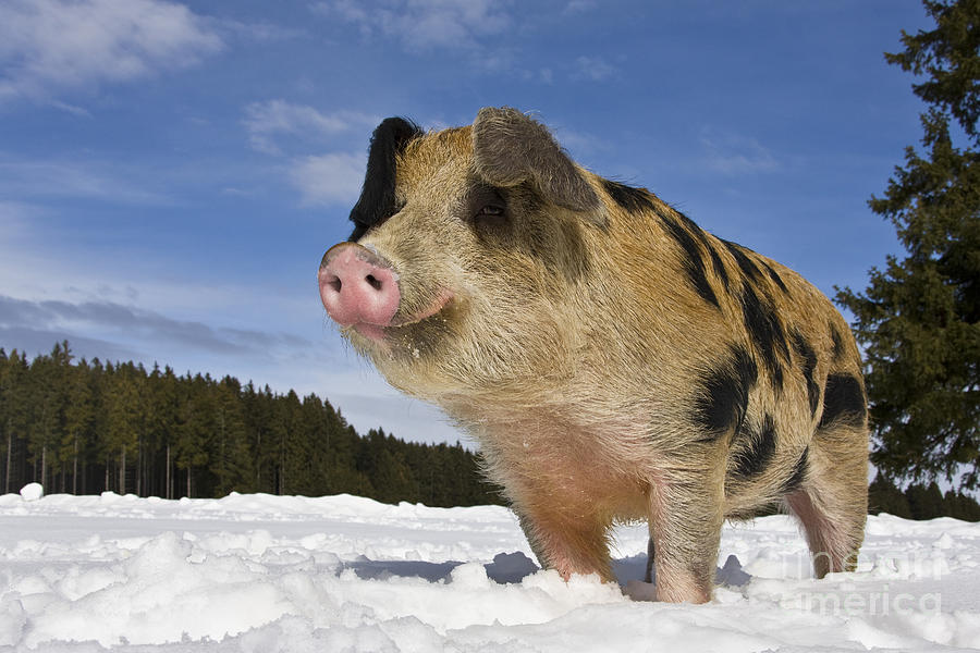 Pig Photograph - Boar In The Snow #6 by Jean-Louis Klein & Marie-Luce Hubert