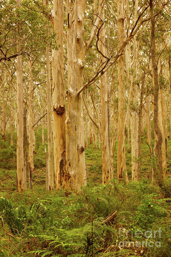 Boranup Forest II #6 Photograph by Cassandra Buckley