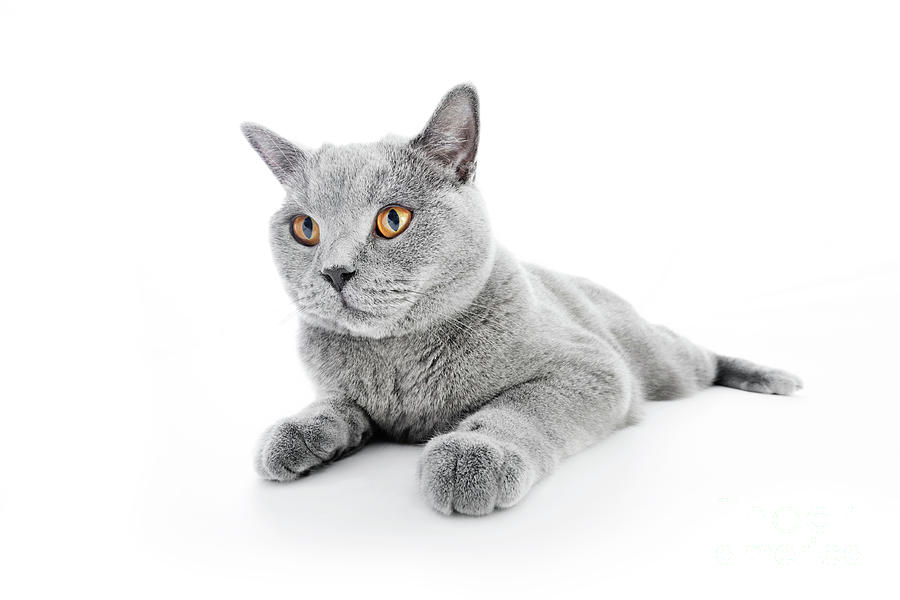 British Shorthair cat isolated on white. Lying #6 Photograph by Michal Bednarek