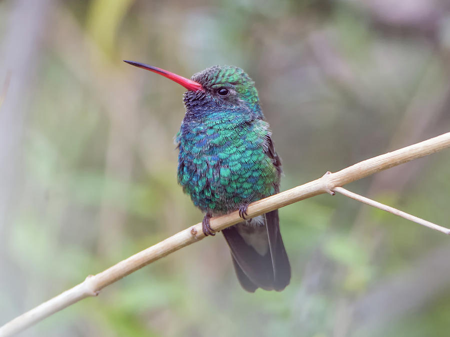 Broad-billed Hummingbird #7 Photograph by Tam Ryan