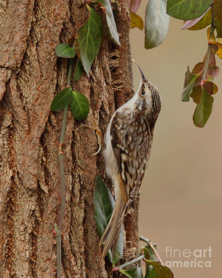 Brown Creeper #8 Photograph by Jack  R Brock