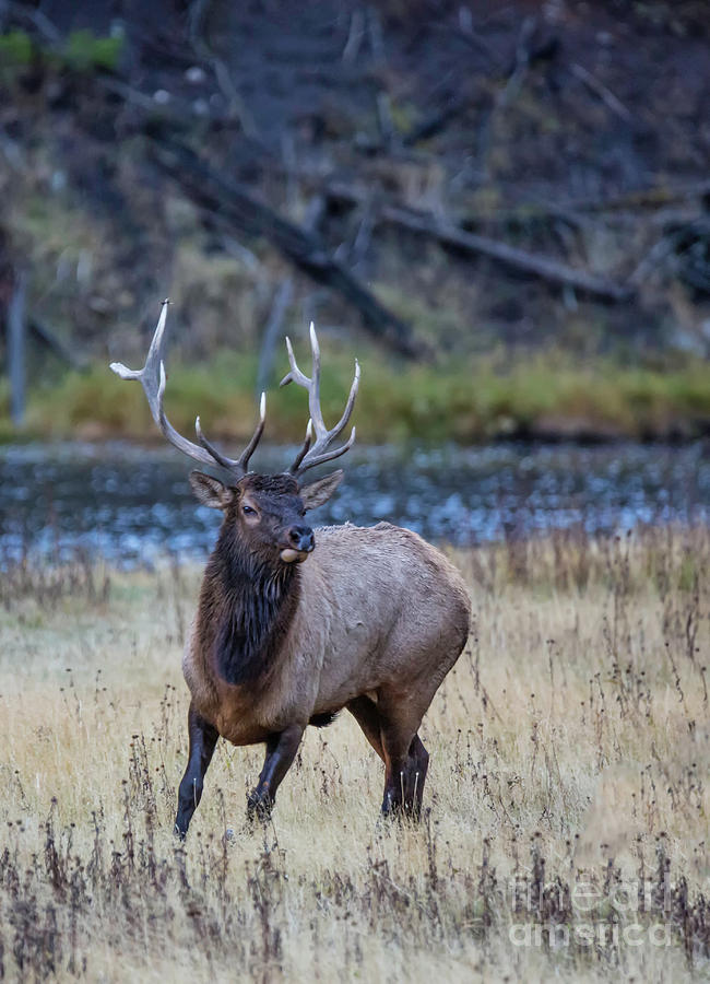 Bull Elk Photograph by Carolyn Fox - Fine Art America