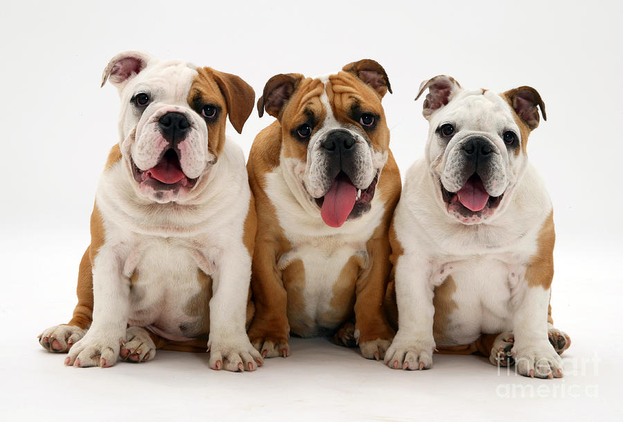 Bulldog Pups #6 Photograph by Jane Burton