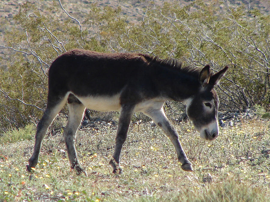Brown Burro Photograph by Carl Moore