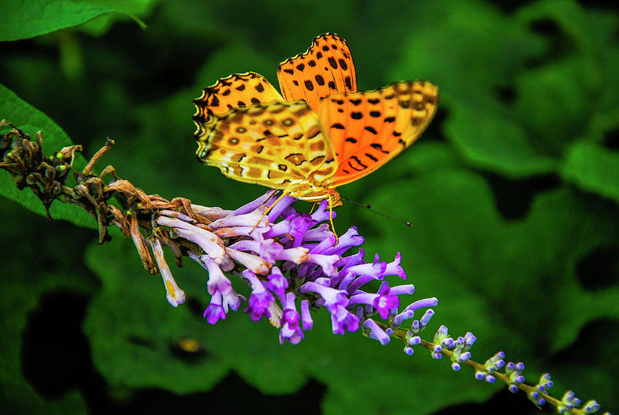 Butterfly and flower closeup #6 Photograph by Carl Ning