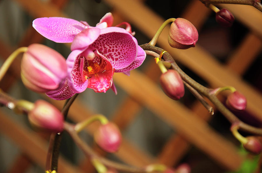 Butterfly orchid flowers #6 Photograph by Carl Ning
