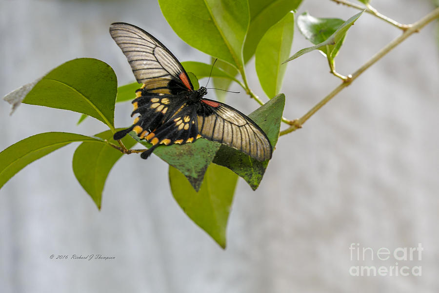 Butterfly #1 Photograph by Richard J Thompson