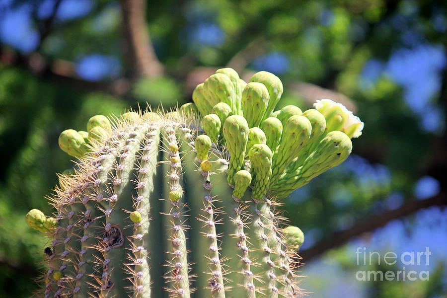 Cactus Garden #6 Photograph by Douglas Miller