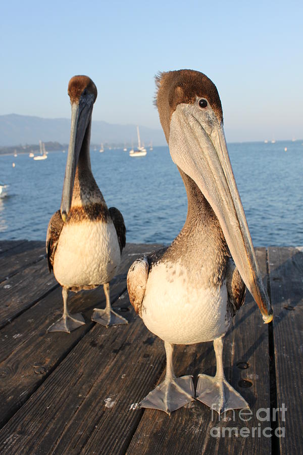 Pelican Photograph - California Pelicans #6 by Henrik Lehnerer
