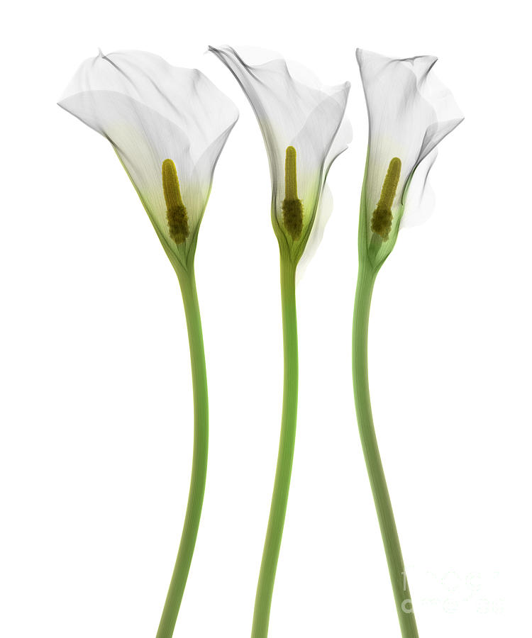 Calla Lily, X-ray Photograph by Ted Kinsman - Fine Art America