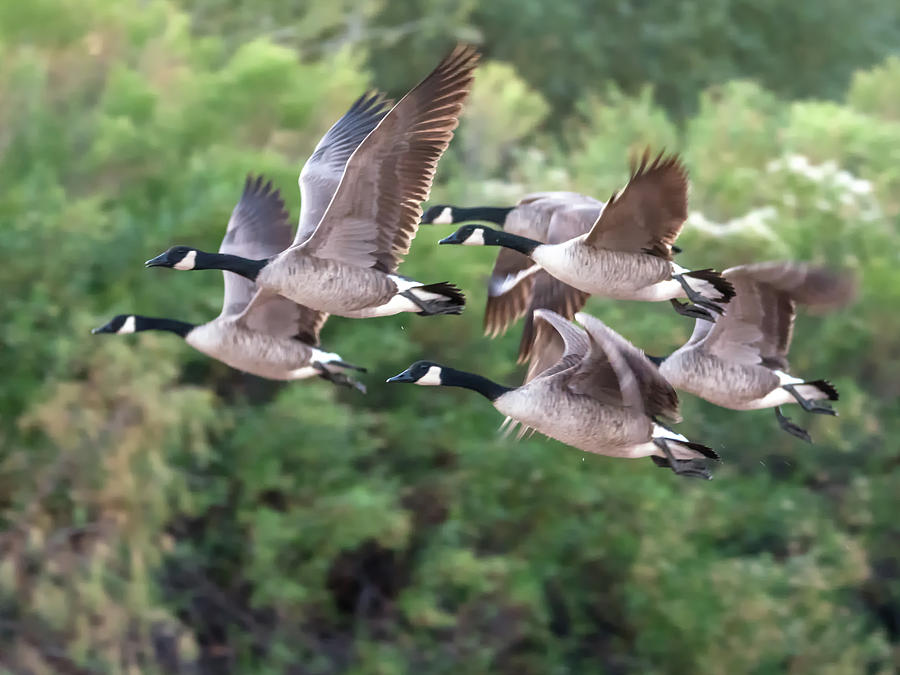 Canada Geese #6 Photograph by Tam Ryan
