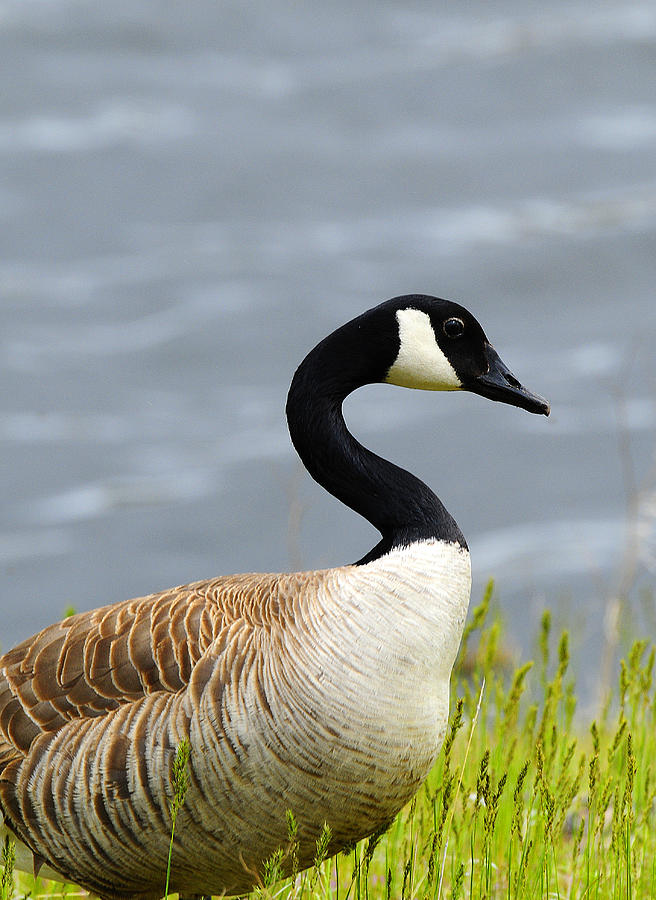 Canadian Goose #6 Photograph by Dennis Hammer