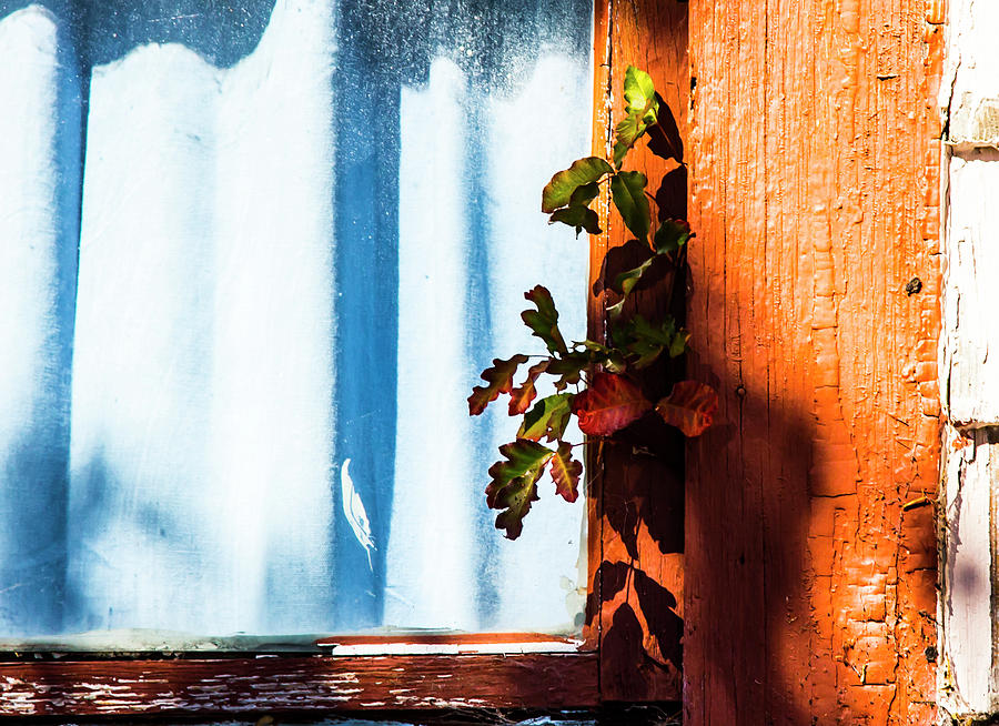 Car Show Photograph by Angus Hooper Iii Fine Art America