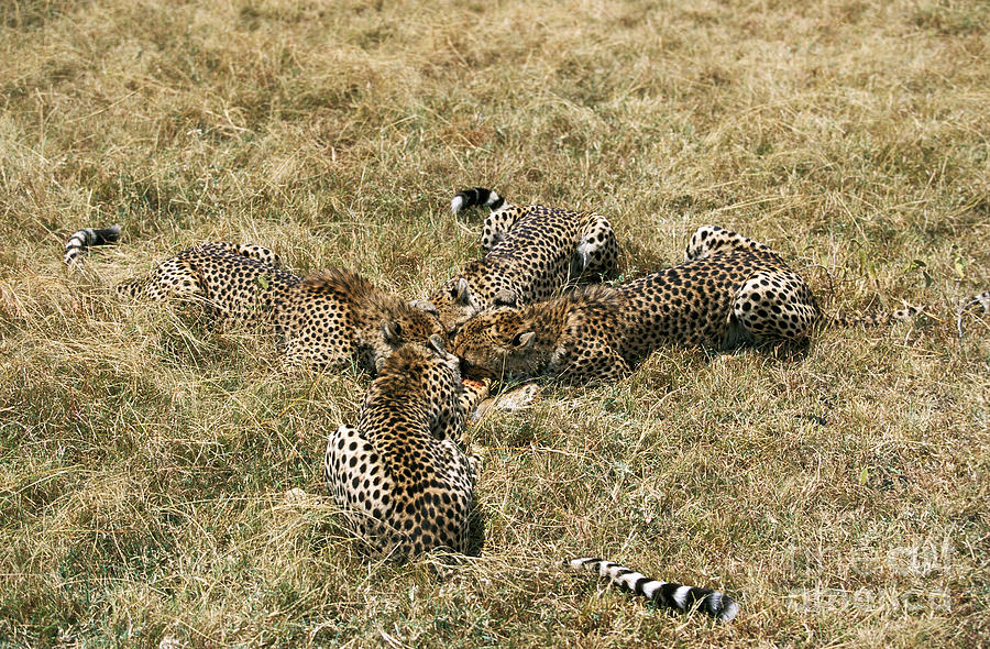 Cheetah Acinonyx Jubatus #6 Photograph by Gerard Lacz