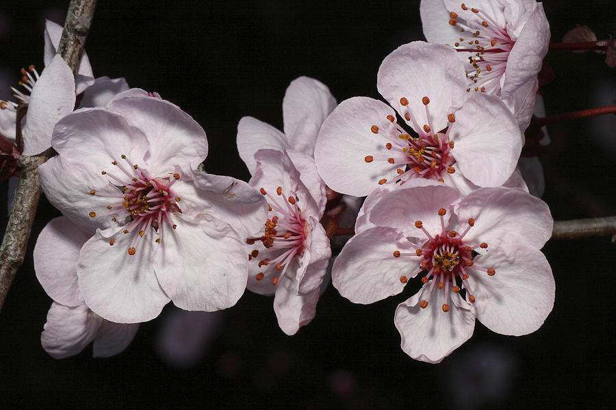 Cherry Blossom #6 Photograph by Masami Iida