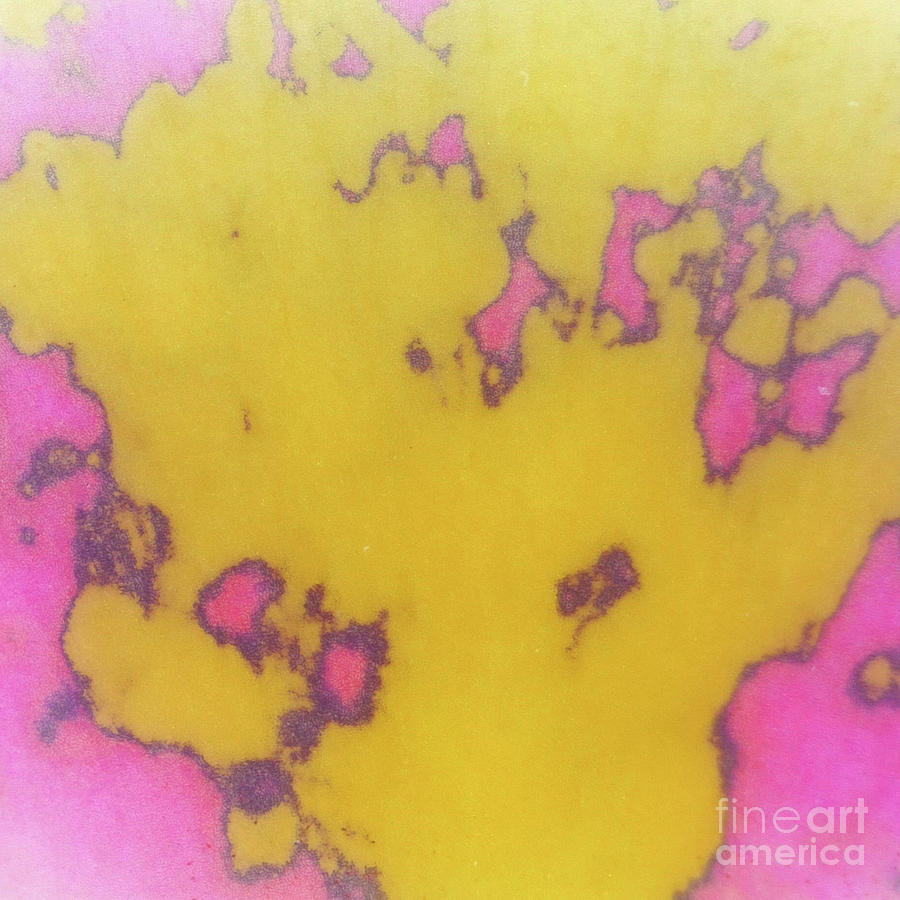 Color Transformation of Pink Petal by Beauty of Science Color Transformation of Pink Petal by Beauty of Science