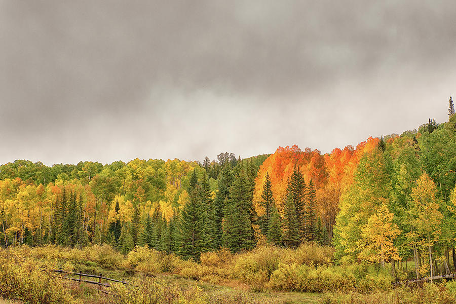 Colorado Fall Foliage 1 Photograph by Victor Culpepper