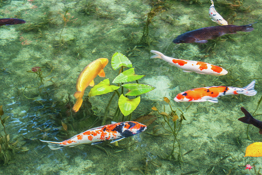 Colored Carp at Monets Pond #6 Photograph by Hisao Mogi