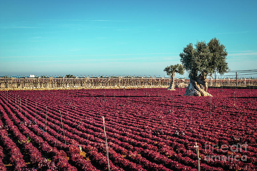 Colorful Landscape In Puglia Photograph