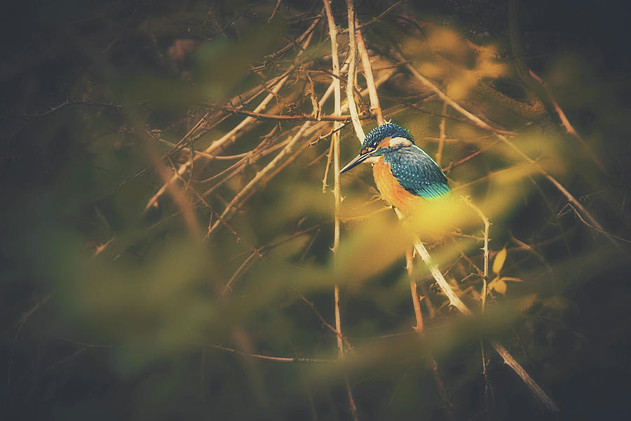 Common Kingfisher - Alcedo atthis #6 Photograph by Marc Braner