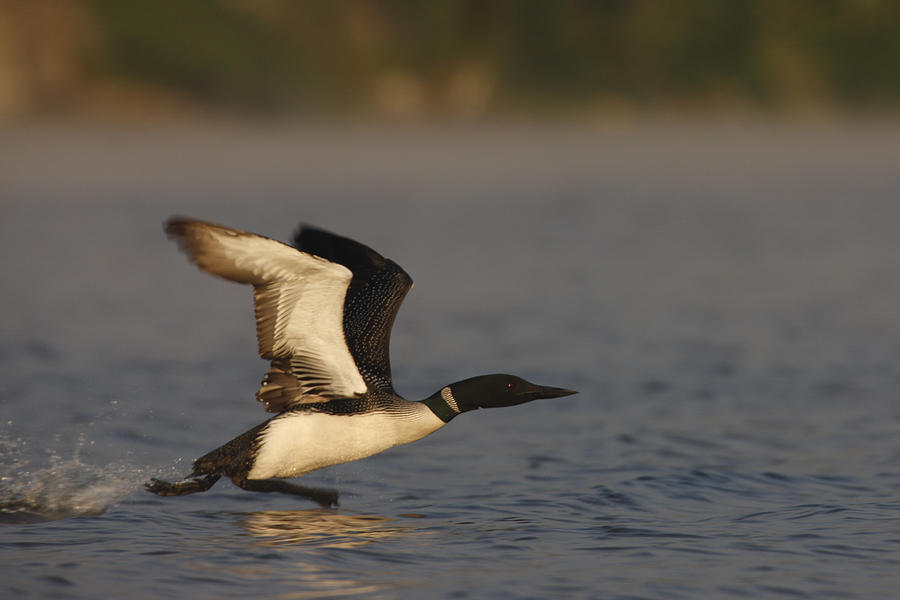 Common Loon takes off Photograph by Mark Wallner - Fine Art America