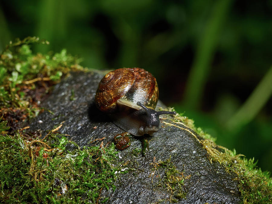 Copse snail #6 Photograph by Jouko Lehto