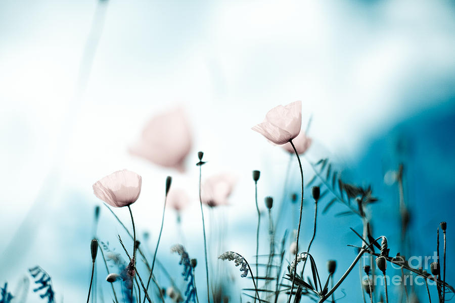 Poppy Photograph - Corn Poppy Flowers #6 by Nailia Schwarz
