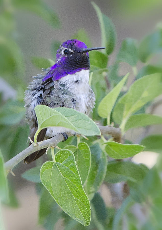 Costas Hummingbird  #6 Photograph by Saija Lehtonen