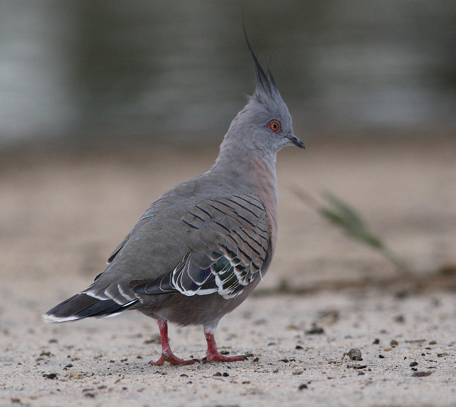 Crested pigeon #6 Photograph by Masami Iida