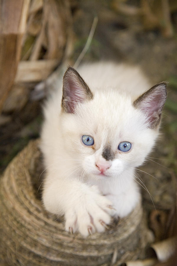 Cute 2 Month Old White Kitten Photograph by Ian Middleton