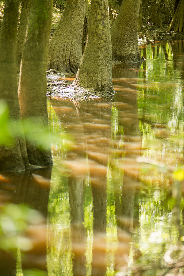 cypress forest and swamp of Congaree National Park in South Caro Photograph