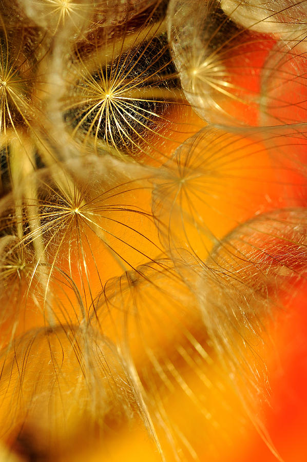 Dandelions #6 Photograph by Iris Greenwell