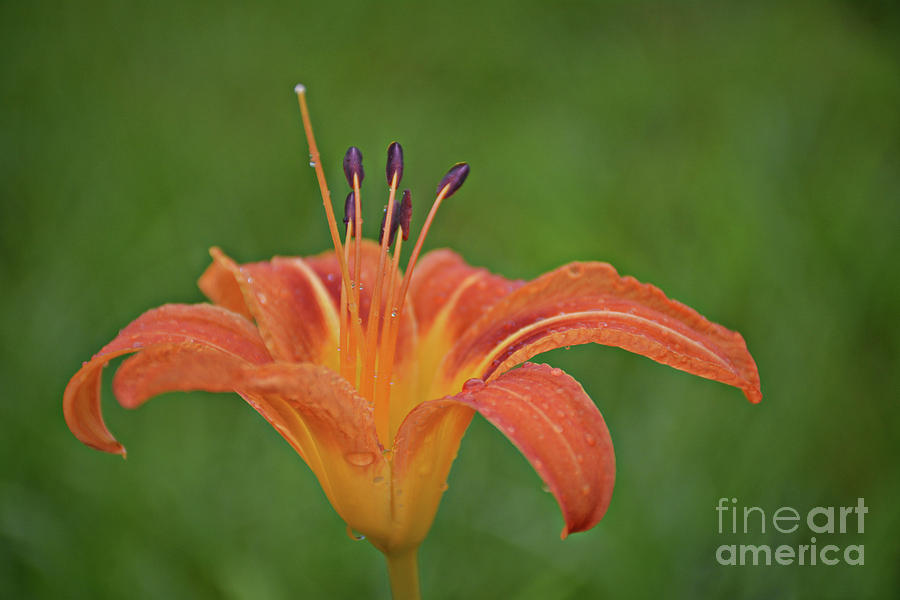 Day Lilly #6 Photograph by FineArtRoyal Joshua Mimbs