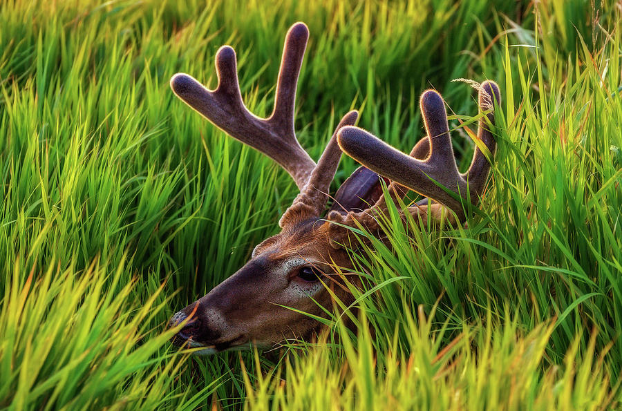 Deer Digital Art - Deer #6 by Super Lovely