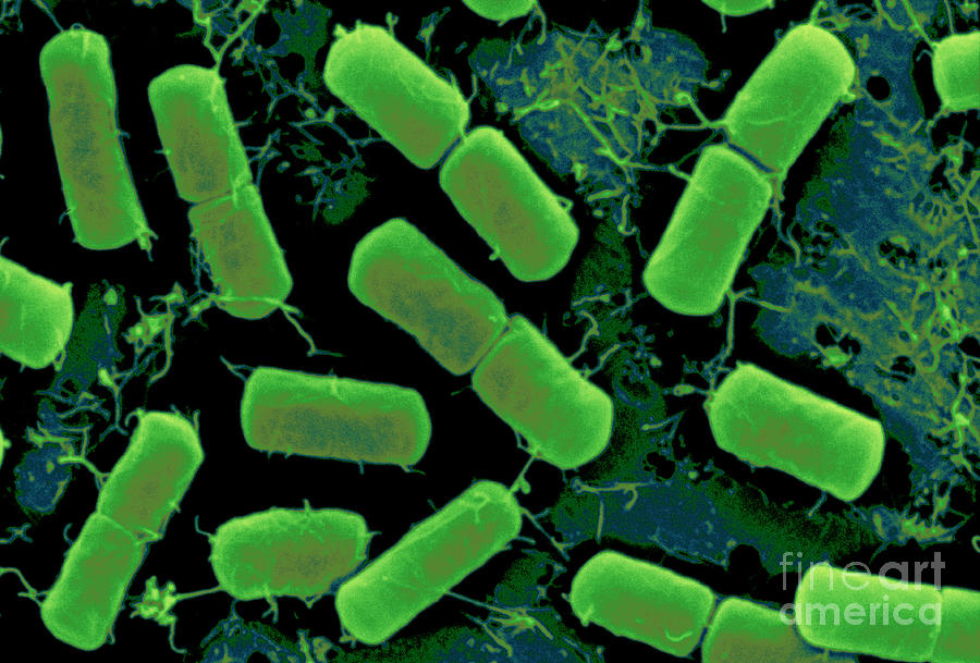 Dividing Bacteria #6 Photograph by Scimat