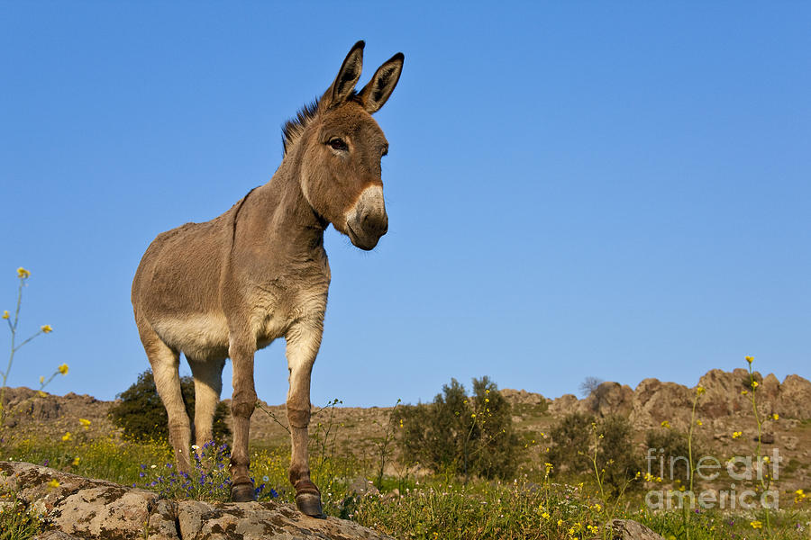 Donkey Photograph - Donkey In Greek Meadow #6 by Jean-Louis Klein & Marie-Luce Hubert
