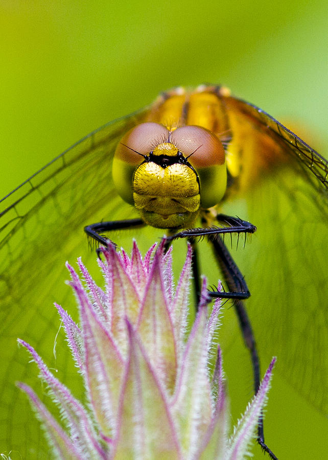 Dragonfly #6 Photograph by Chris Smith