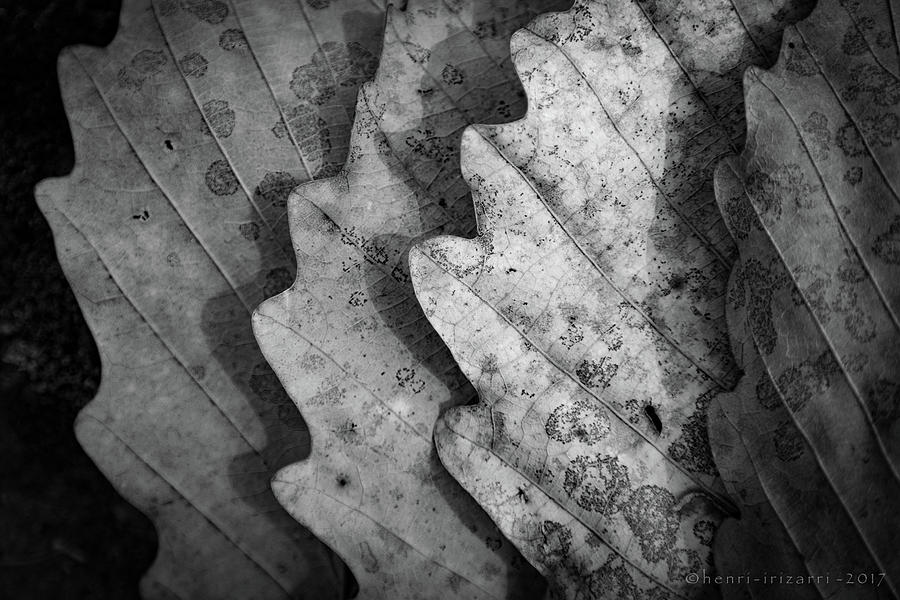 Dried Leaves #6 Photograph by Henri Irizarri