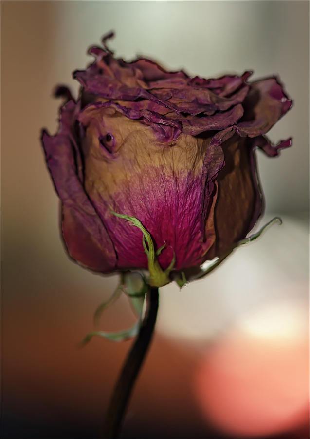 Dried Rose #6 Photograph by Robert Ullmann