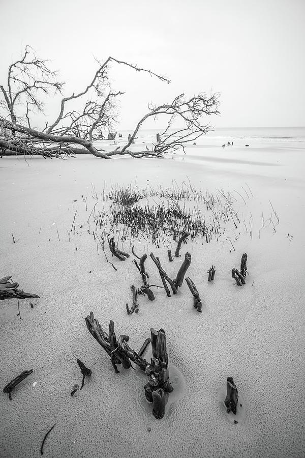 Drift Wood On Hunting Island South Carolina #6 Photograph by Alex Grichenko