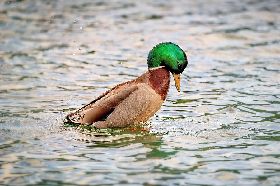 Duck-drake #6 Photograph by Peter Lakomy