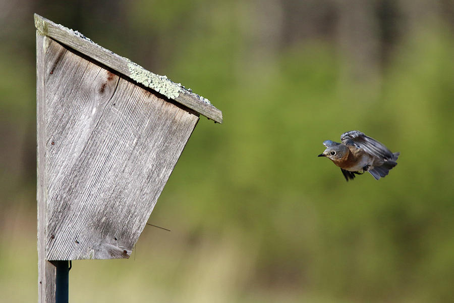 Eastern Bluebird Calverton New York #6 Photograph by Bob Savage