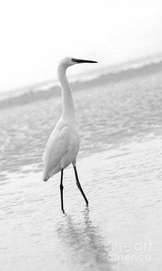 Egret in Black and White #6 Photograph by Angela Rath