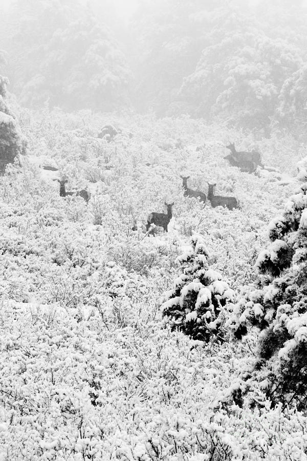 Elk In Deep Snow In The Pike National Forest Photograph