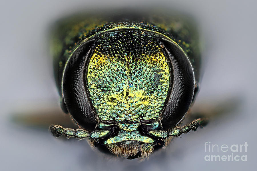 Emerald Ash Borer #6 Photograph by Macroscopic Solutions