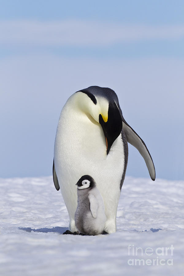 Emperor Penguin And Chick #6 Photograph by Jean-Louis Klein & Marie-Luce Hubert