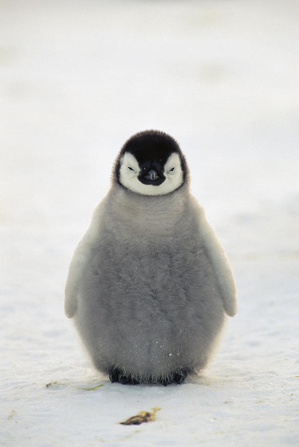 Emperor Penguin Aptenodytes Forsteri Photograph by Konrad Wothe